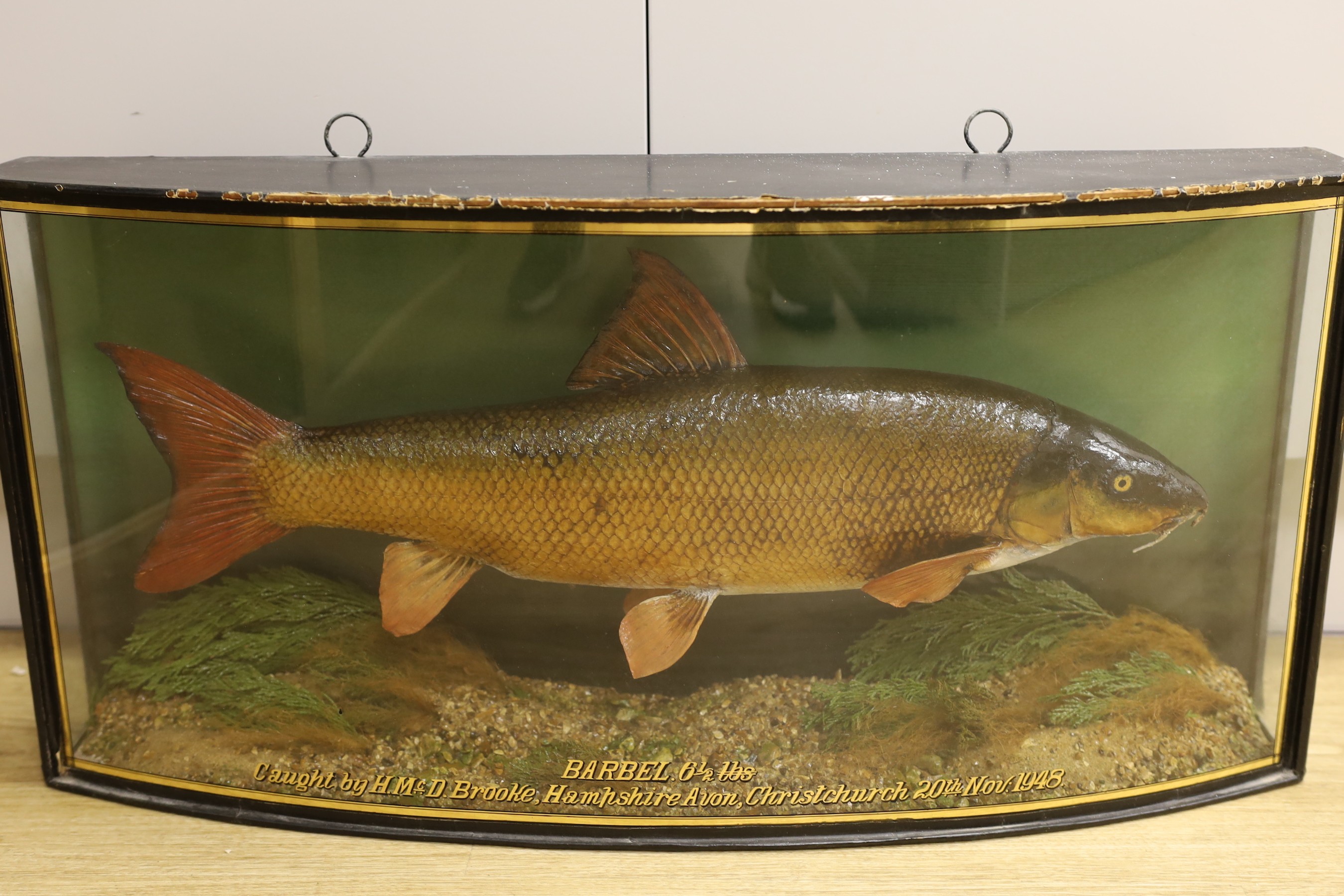 A cased taxidermic barbel, 1948, caught by H. Mc.D Brooke, Christchurch, preserved by J. Cooper & Son, Hounslow